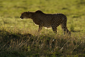 cheetah